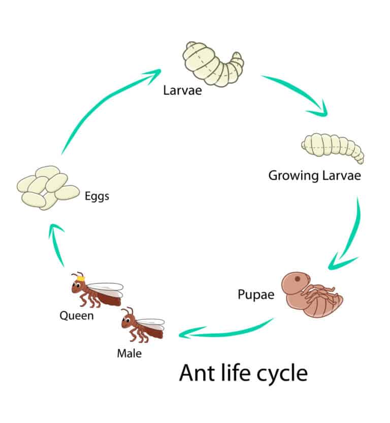 From An Ant's Life Cycle