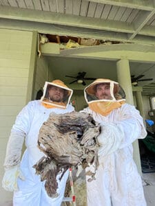 Angel Pest Wasp Removal