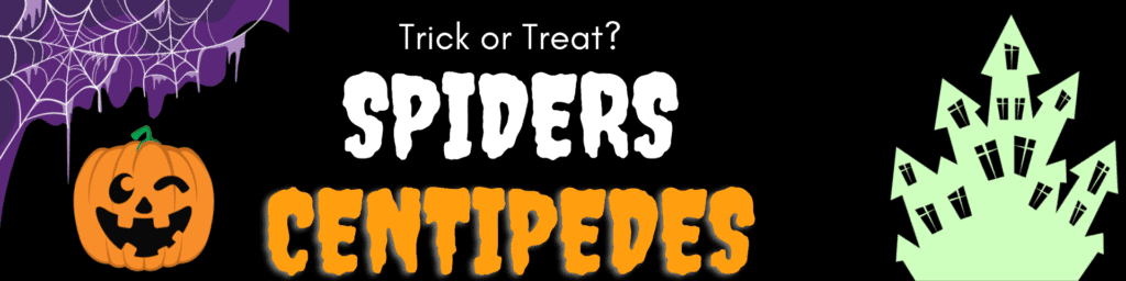 Trick or Treat Spiders and Centipedes