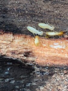 termite wood damage