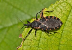 kissing bug