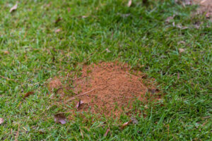 Protect Your Property from Ants