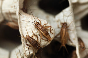 Cricket Control: How to Reduce Cricket Populations